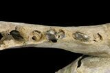 Fossil Juvenile Etruscan Wolf (Canis) Partial Mandible - Belgium #155000-5